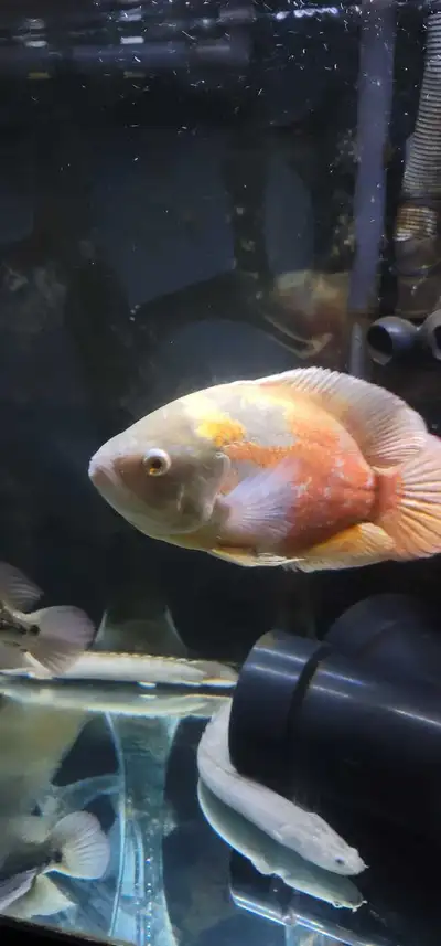 Chilli Red oscar cichlid fish for sale