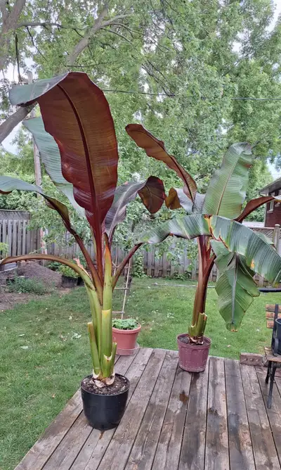 Red banada plant, View more