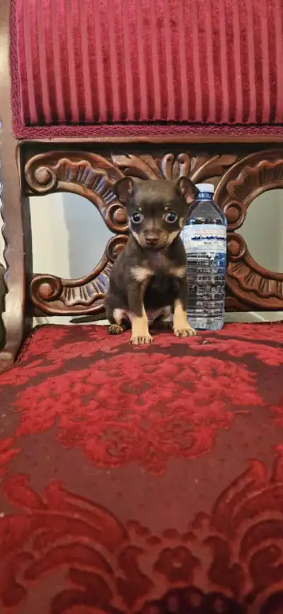 Chihuahua puppy , View more