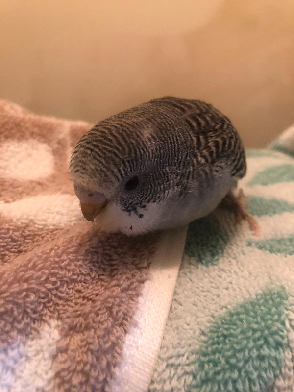 Baby Budgie in Birds for Rehoming in City of Toronto - Image 3