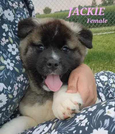 3 left! Beautiful CKC registered American Akita pups available! Born April 4, 2025. These darlings l...