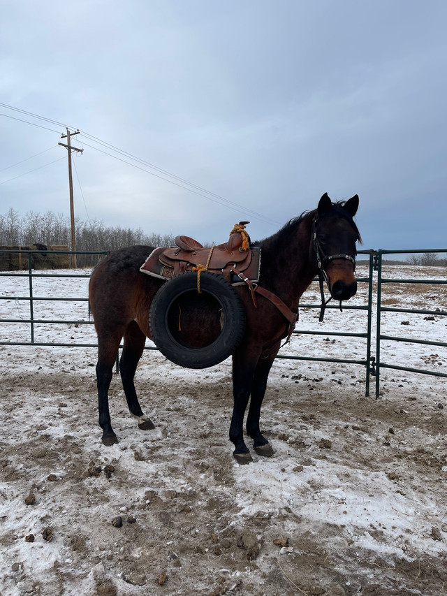 Bay Roan Prospect + Foal At Side in Horses & Ponies for Rehoming in La Ronge - Image 3
