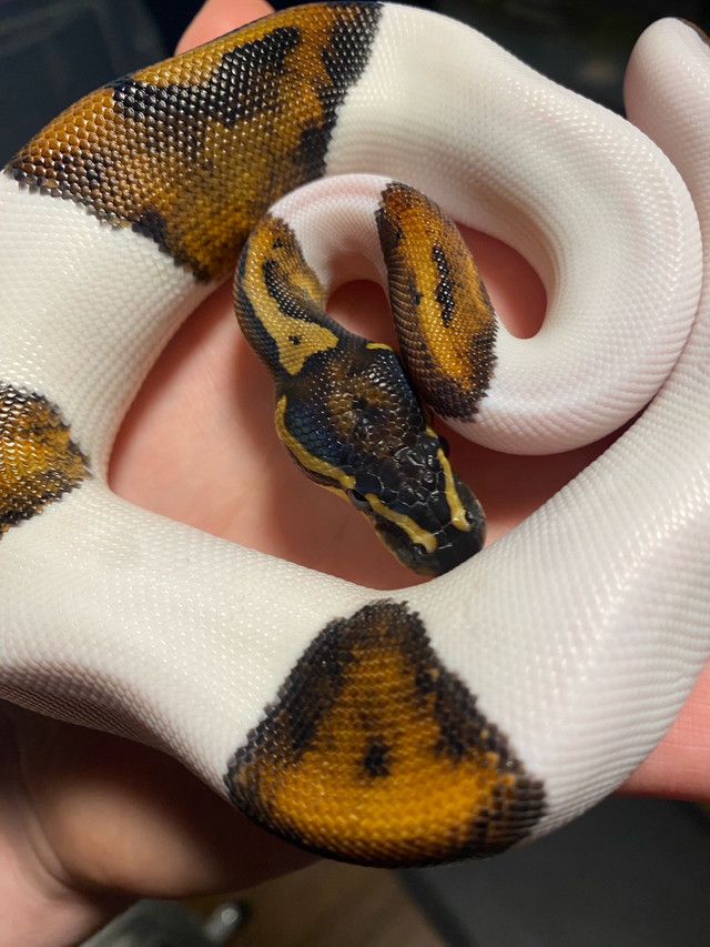 Pied Ball Python in Reptiles & Amphibians for Rehoming in Leamington - Image 2