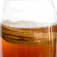 Organic Kombucha Scoby