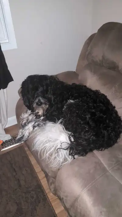 2 year old Border doodle for rehoming, View more