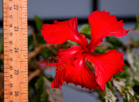 Small indoor plant: Hibiscus "Snow Queen"