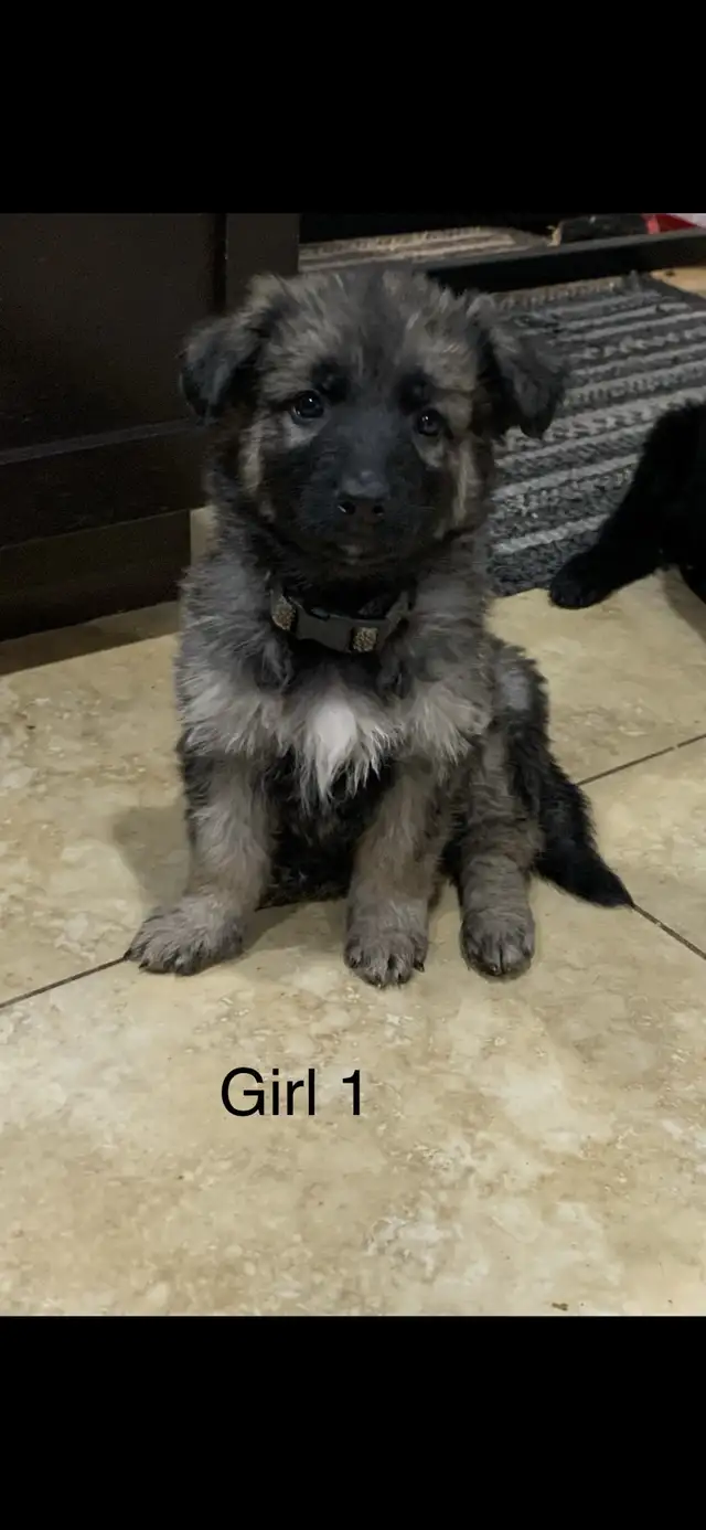 KING SHEPHERD CROSS PUPPIES - Livestock Guardians / Protectors in Dogs & Puppies for Rehoming in Saskatoon - Image 7