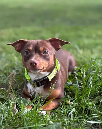 STUNNING 1 YEAR OLD MALE CHIHUAHUA, View more