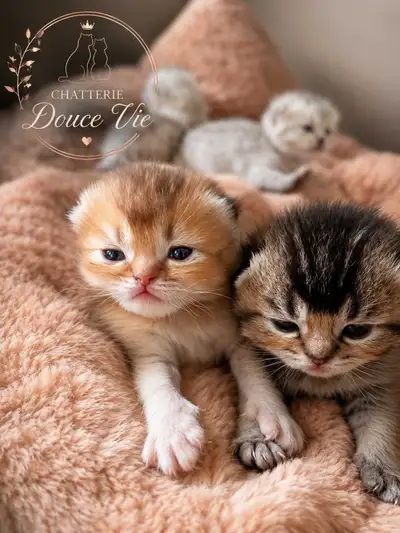 chaton Scottish fold & Straight, View more