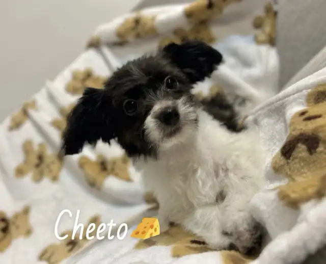 ❤️ Tiny Teddy Bears ❤️ in Dogs & Puppies for Rehoming in Edmonton - Image 6