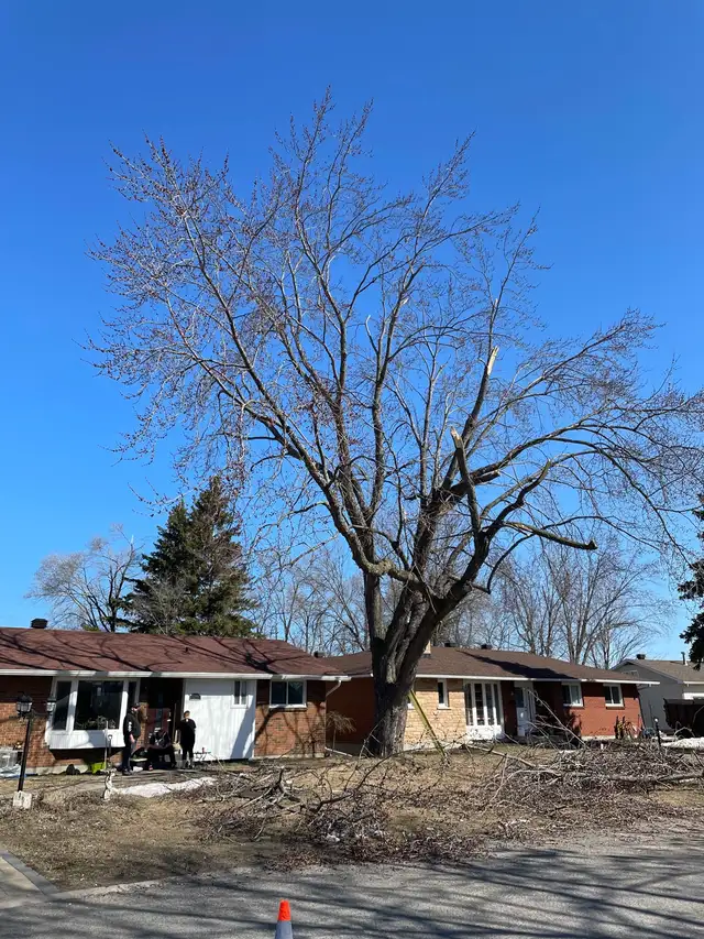 Tree Service63235065998081123