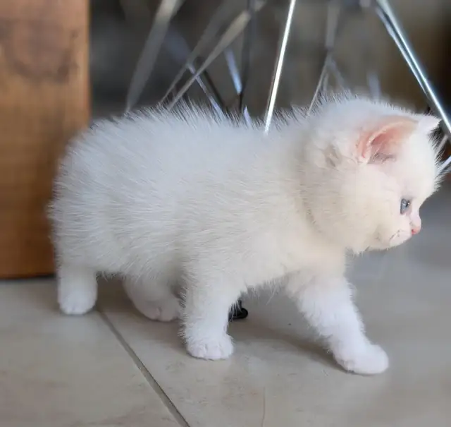 Gorgeous British Shorthair kitten / Ready May 9 in Cats & Kittens for Rehoming in Moncton - Image 4