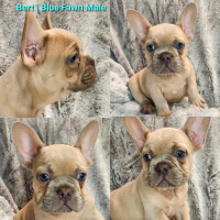 Beautiful French Bulldogs Ready To Go April 13th!