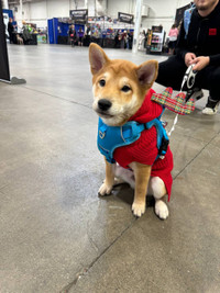 Shiba inu puppy 9 month male