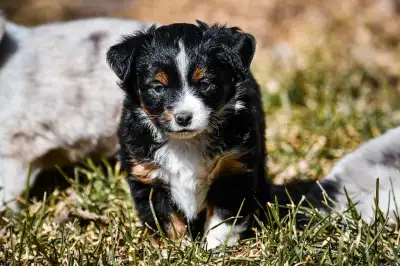 PUREBRED TOYS Australian Shepherds Puppies AVAILABLE !!! ** READY TO GO NOW ** ** ONLY 1 LEFT ** HUD...