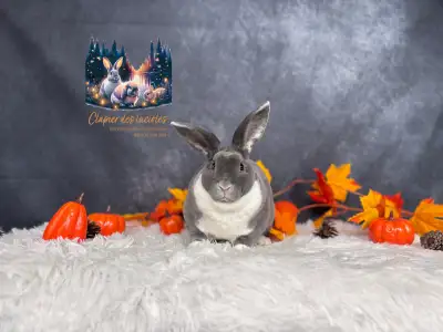 Neutered mini Rex bunnies, View more