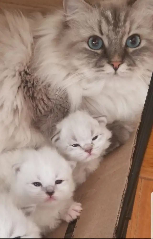 Neva Masquerade Kittens (Siberian) | 2 Available