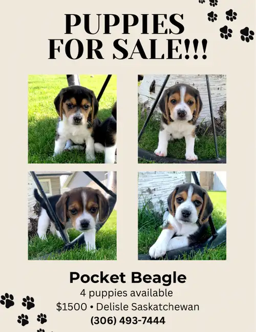 7 Week Old Pure Bred Pocket Beagles. All puppies are vet checked and received their first shots on W...