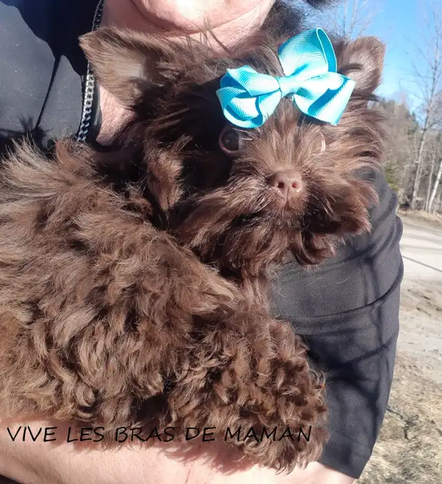 VRAI BEAUTÉ RARE YORKSHIRE 3/4 CHOCOLAT BABY Face in Dogs & Puppies for Rehoming in Longueuil / South Shore - Image 5