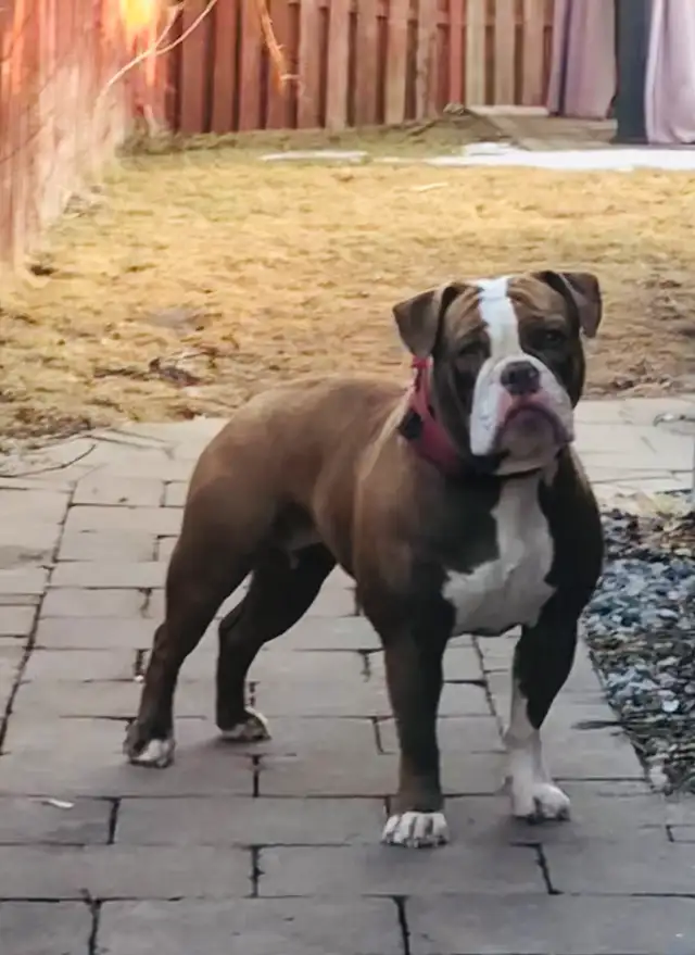 Olde English Bulldog puppies in Dogs & Puppies for Rehoming in Oshawa / Durham Region - Image 11