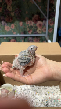 Torquoise conures hand feeding 3-3.5 weeks old! 