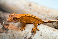 Baby Creamsicle dalmatian crested gecko