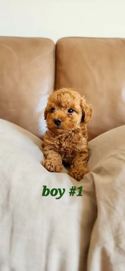 Red toy poodle, View more