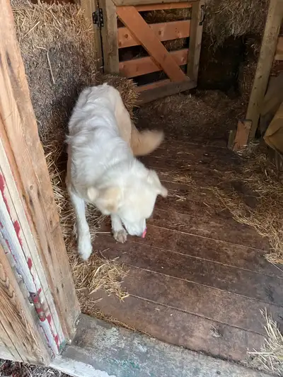 2 yr old Maremma/Golden Retriever mix, View more