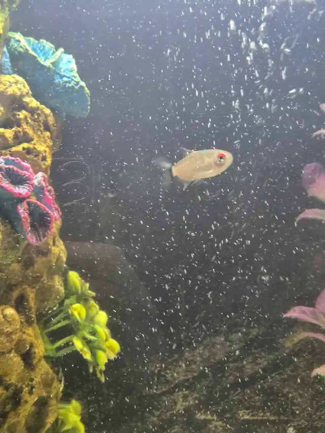 Two Lampeye Tetras in Fish for Rehoming in Swift Current - Image 3