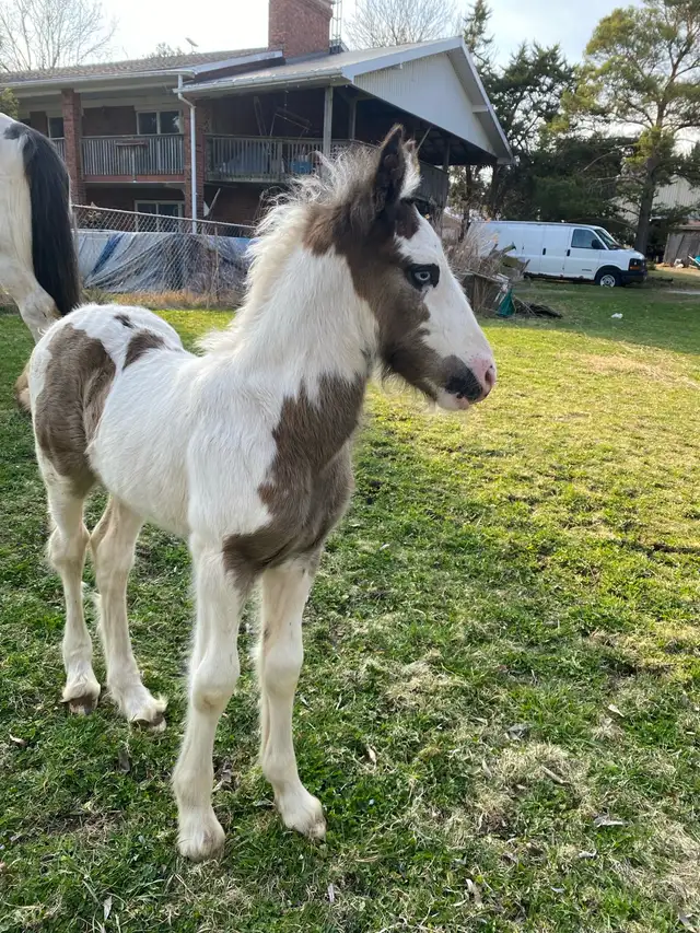 Gypsy Vanner Colt in Horses & Ponies for Rehoming in Oshawa / Durham Region - Image 8