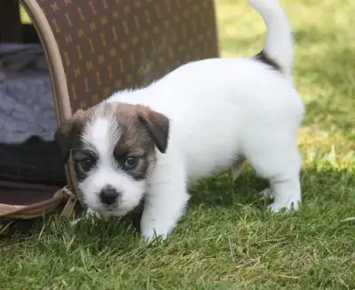 PUREBRED CKC REGISTERED JACK RUSSELL PUPPIES. CHAMPION BLOODLINE, View more