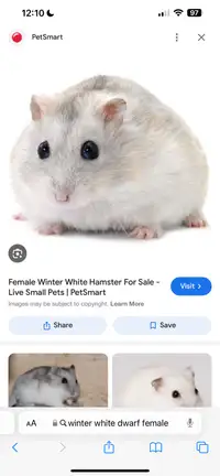 Female dwarf hamster and setup for trade or offers