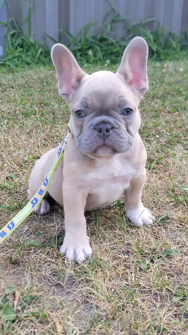 Bulldog francais french bouledogue in Dogs & Puppies for Rehoming in Lanaudière - Image 6