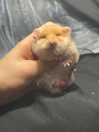 Hamsters - ethically bred WAITLIST OPEN