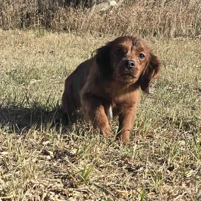 Small Poodle cross for quiet home, View more