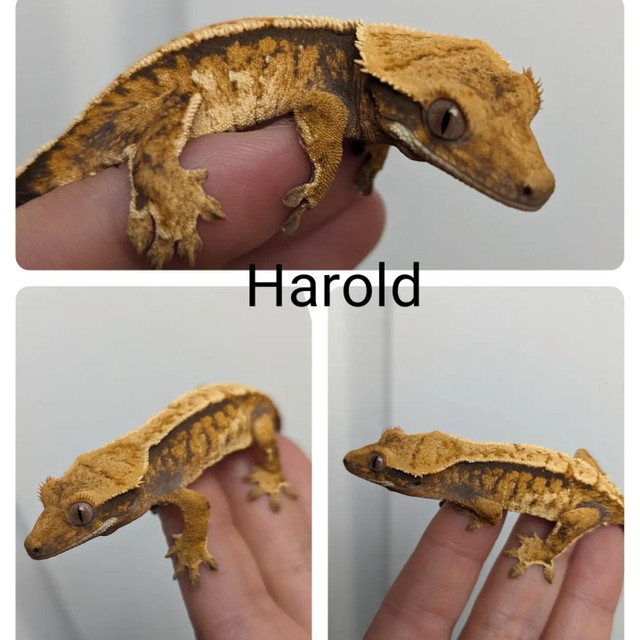 Crested geckos in Reptiles & Amphibians for Rehoming in Stratford - Image 2