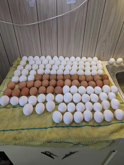 15 Dozen Delivered Farm Fresh Chicken Eggs, View more