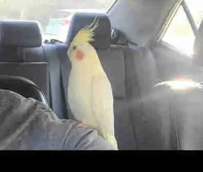 cockatiel bird, View more