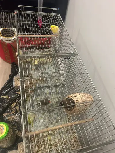 This bird cage comes with a charming yellow canary and two adorable zebra finches, creating a lively...