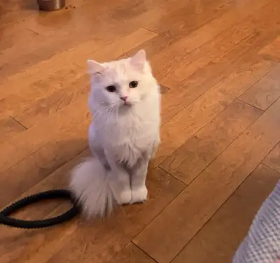 Cats Looking for a Loving New Home Due to my upcoming move out of the country, I am looking for a lo...