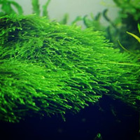 Aquarium plant Java moss