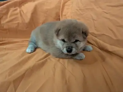 Shiba Inu puppies (Purebred) FOR $1600., View more