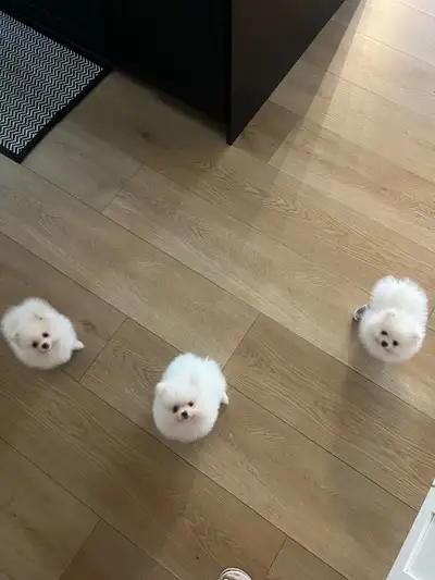 Teacup Pomeranians, View more