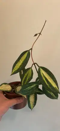 Hoya macrophylla (latifolia) pot of gold for sale $50
