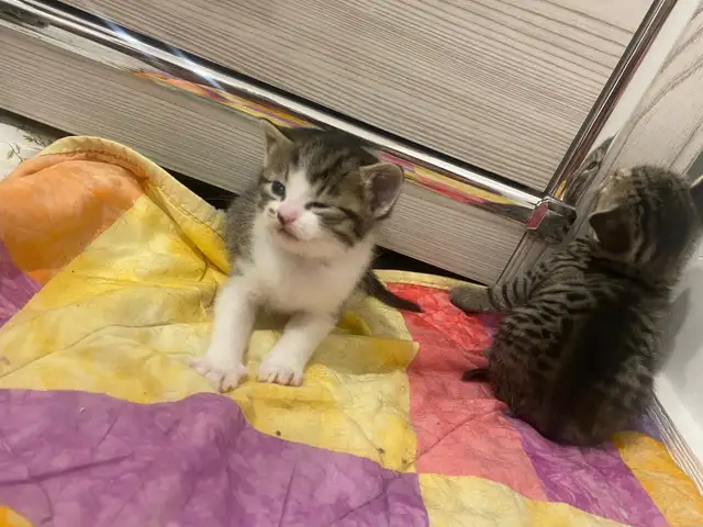 baby kitten