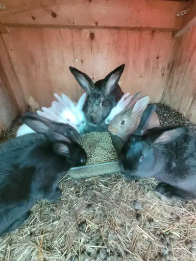 bunnies for sale , View more