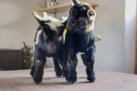 Purebred mini Nigerian Dwarf goats