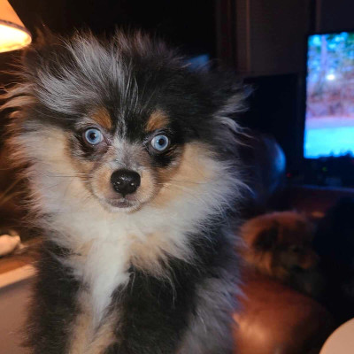 Beautiful Blue eyed Pomeranian