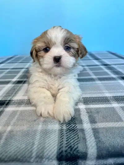 Purebred Shih Tzu Puppies!, View more