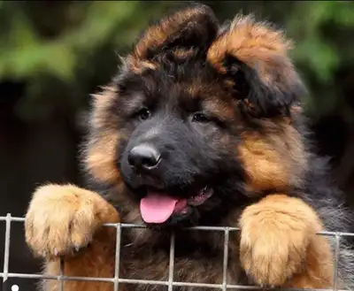 Exceptional Black & Red Long Coat Puppies – Champion Bloodlines We are proud to offer outstanding, b...